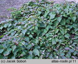 Schizophragma hydrangeoides (przywarka hortensjowata)