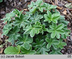 Alchemilla hoppeana (przywrotnik Hoppego)