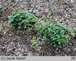 Alchemilla hoppeana (przywrotnik Hoppego)