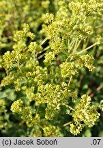 Alchemilla erythropoda (przywrotnik czerwonołodygowy)