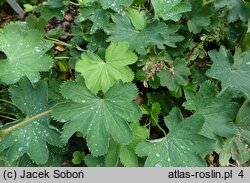 Alchemilla sericata (przywrotnik jedwabisty)