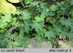 Alchemilla sericata (przywrotnik jedwabisty)