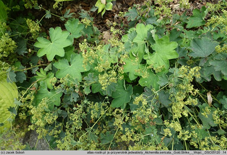 Alchemilla sericata (przywrotnik jedwabisty)
