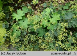 Alchemilla sericata (przywrotnik jedwabisty)