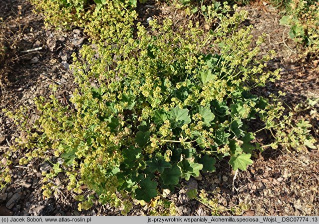 Alchemilla speciosa (przywrotnik wspaniały)