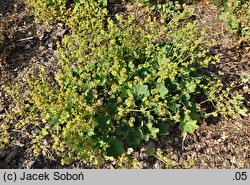 Alchemilla speciosa (przywrotnik wspaniały)