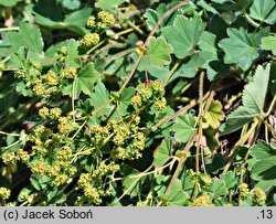 Alchemilla speciosa (przywrotnik wspaniały)