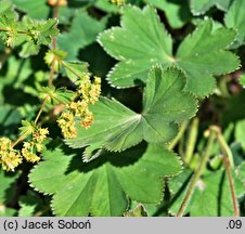 Alchemilla speciosa (przywrotnik wspaniały)