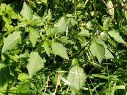 Solanum nigrum (psianka czarna)