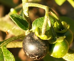 Solanum nigrum (psianka czarna)