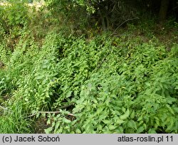 Solanum dulcamara (psianka słodkogórz)