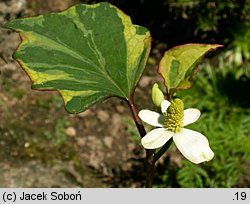 Houttuynia cordata