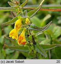 Melampyrum herbichii (pszeniec Herbicha)