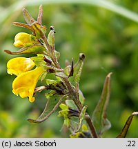 Melampyrum herbichii (pszeniec Herbicha)