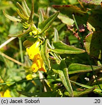 Melampyrum herbichii (pszeniec Herbicha)