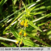 Melampyrum sylvaticum