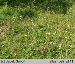 Melampyrum arvense (pszeniec różowy)