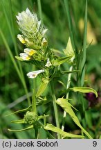 Melampyrum arvense (pszeniec różowy)