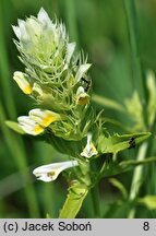 Melampyrum arvense (pszeniec różowy)