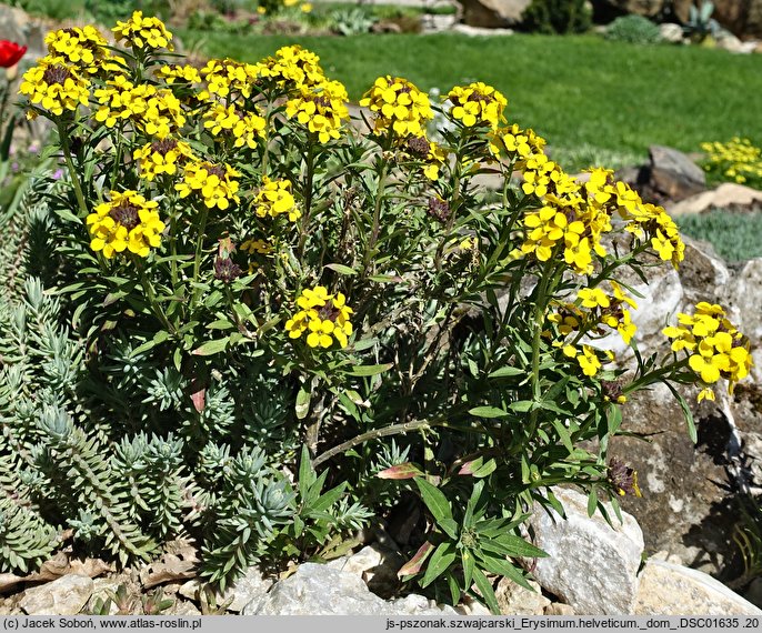 Erysimum helveticum (pszonak szwajcarski)