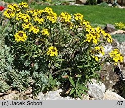 Erysimum helveticum (pszonak szwajcarski)