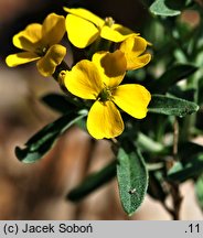 Erysimum helveticum (pszonak szwajcarski)