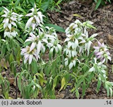 Monarda punctata (pysznogłówka kropkowana)