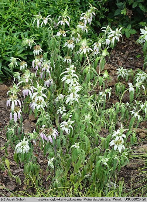 Monarda punctata (pysznogłówka kropkowana)