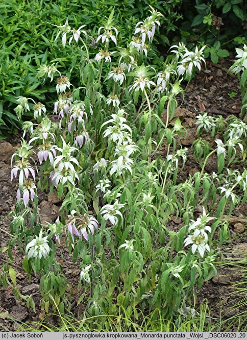 Monarda punctata (pysznogłówka kropkowana)