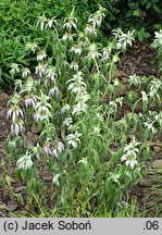 Monarda punctata (pysznogłówka kropkowana)