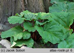 Rheum australe (rabarbar południowy)