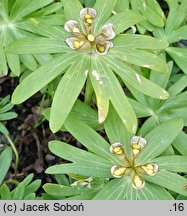 Eranthis hyemalis (rannik zimowy)