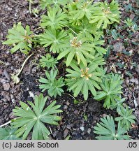 Eranthis hyemalis (rannik zimowy)