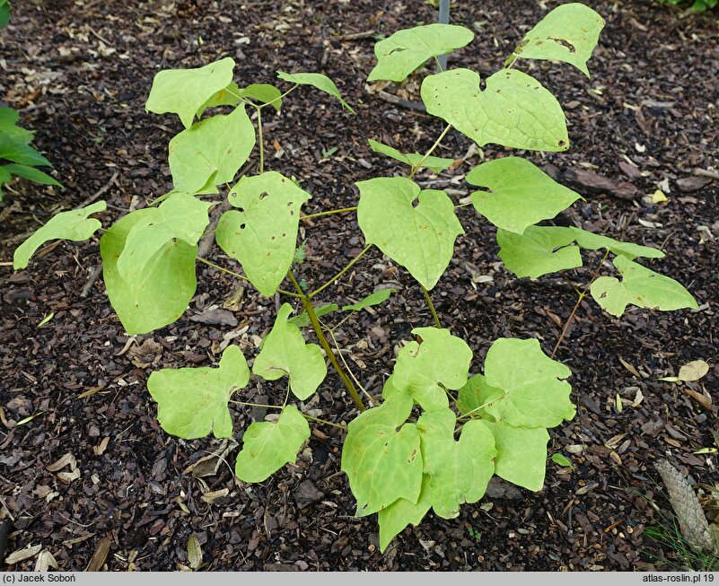 Ranzania japonica (ranzania japońska)