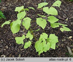 Ranzania japonica (ranzania japońska)