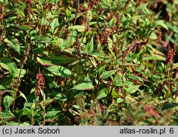 Polygonum amplexicaulis Inverleith