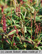 Polygonum amplexicaulis Inverleith