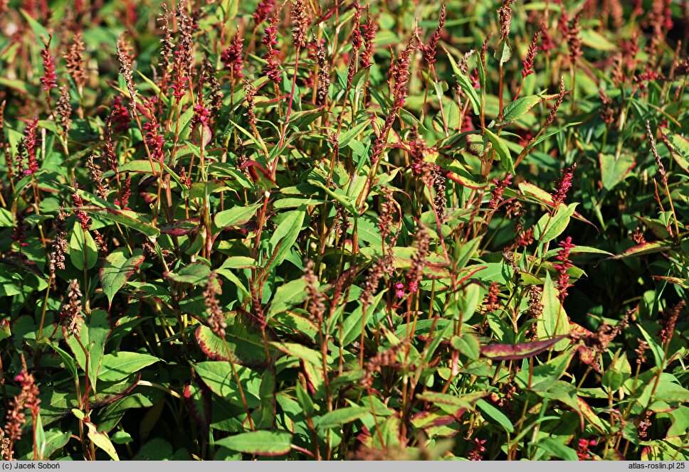 Polygonum amplexicaule Inverleith