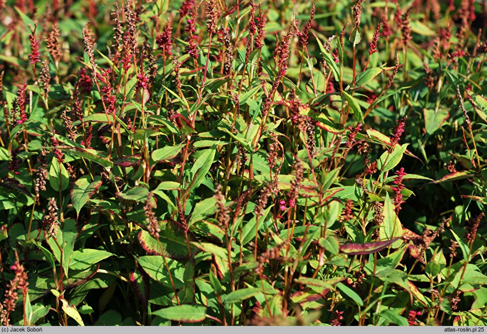 Polygonum amplexicaulis Inverleith