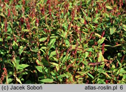 Polygonum amplexicaulis Inverleith