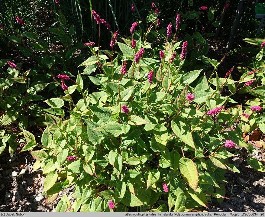 Polygonum amplexicaule Pendula