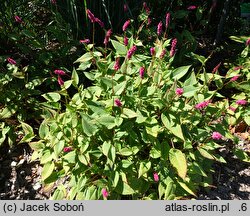 Polygonum amplexicaule Pendula