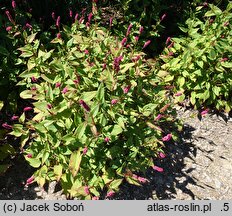 Polygonum amplexicaule Pendula
