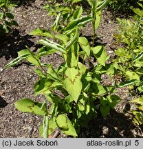 Polygonum virginiana Lance Corporal