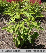 Polygonum virginiana Lance Corporal