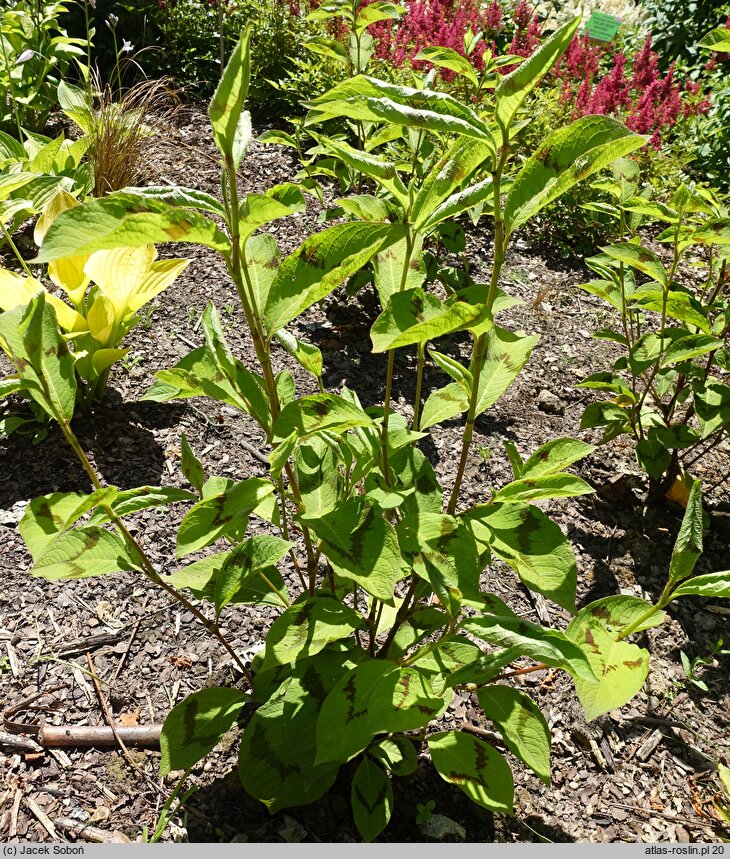 Polygonum virginiana Lance Corporal