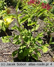 Polygonum virginiana Lance Corporal