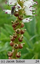 Polygonum viviparum (rdest żyworodny)