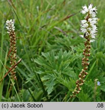 Polygonum viviparum (rdest żyworodny)