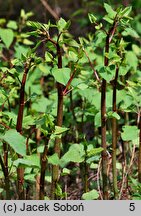 Reynoutria japonica (rdestowiec ostrokończysty)